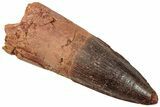 Fossil Spinosaurus Tooth - Real Dinosaur Tooth #312908-1